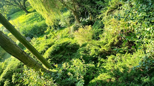 Simona- petsitter Kařez nebo Páníček pro psi