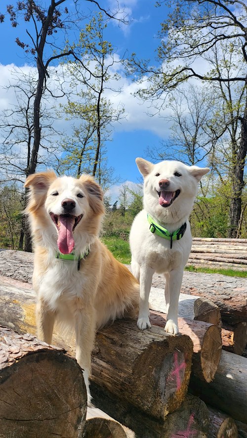 Simona- petsitter Kařez nebo Páníček pro psi
