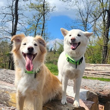 thumbnail petsitter Kařez nebo páníček pro psi