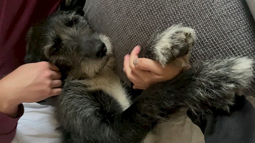 Lucie- petsitter Štáblovice nebo Páníček pro psi kočky