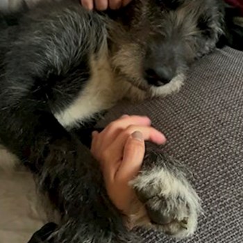 thumbnail petsitter Štáblovice nebo páníček pro psi kočky