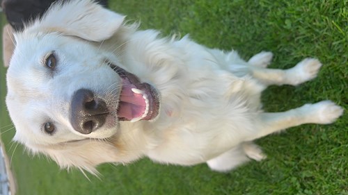 Lucie- petsitter Štáblovice nebo Páníček pro psi kočky