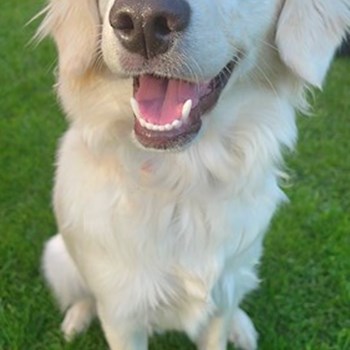 thumbnail petsitter Štáblovice nebo páníček pro psi kočky