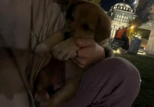 Beyzanur- petsitter Prague or Pet nanny for dogs cats