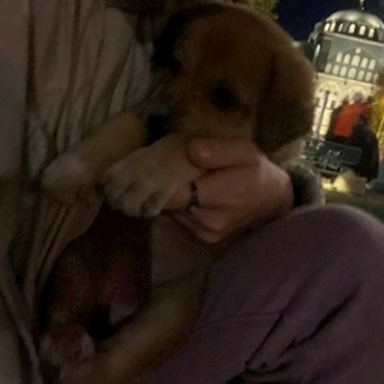 thumbnail petsitter Prague or pet nanny for dogs cats