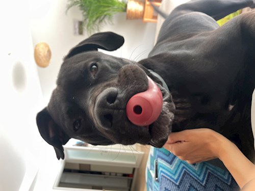 Andrea- petsitter Praha nebo Páníček pro psi