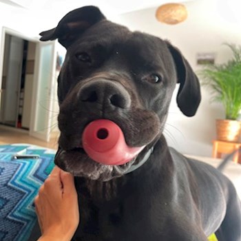 thumbnail petsitter Praha nebo páníček pro psi