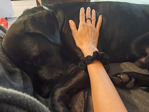 Andrea- petsitter Praha nebo Páníček pro psi