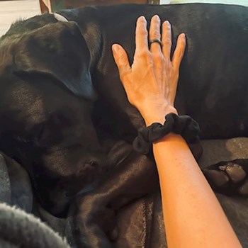 thumbnail petsitter Praha nebo páníček pro psi