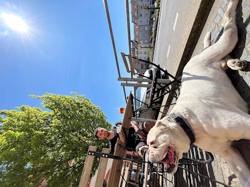 Dita- petsitter Praha nebo Páníček pro psi