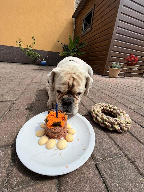 Dita- petsitter Praha nebo Páníček pro psi