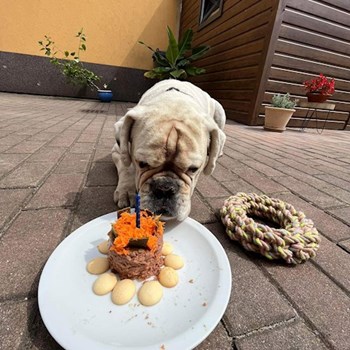 thumbnail petsitter Praha nebo páníček pro psi