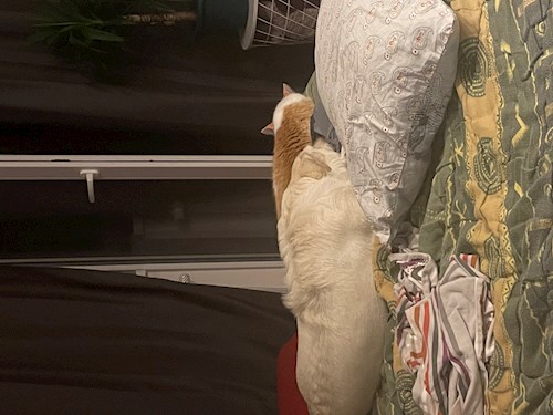 Margarita- petsitter Praha nebo Páníček pro psi kočky