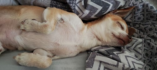 Alžběta- petsitter Praha 6 nebo Páníček pro