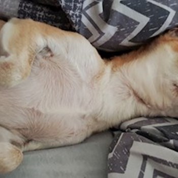 thumbnail petsitter Praha 6 nebo páníček pro