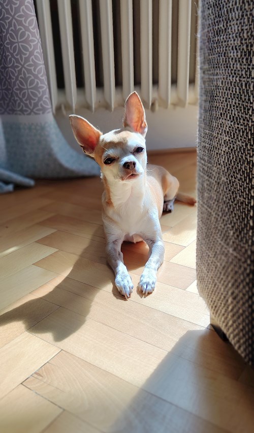 Alžběta- petsitter Praha 6 nebo Páníček pro