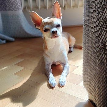 thumbnail petsitter Praha 6 nebo páníček pro