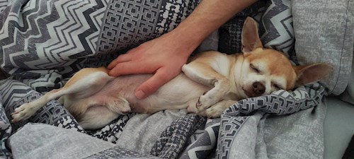 Alžběta- petsitter Praha 6 nebo Páníček pro