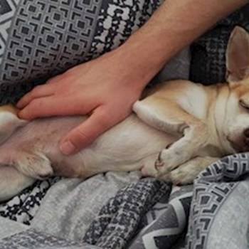 thumbnail petsitter Praha 6 nebo páníček pro