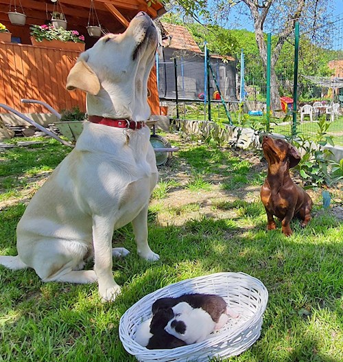 Lenka- petsitter Praha nebo Páníček pro psi kočky