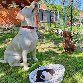 thumbnail petsitter Praha nebo páníček pro psi kočky