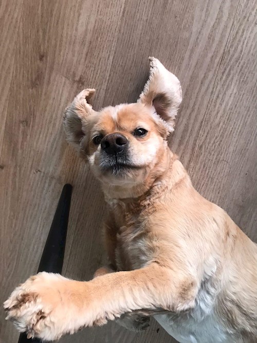 Terézia- petsitter Brno or Pet nanny for dogs cats