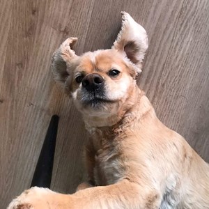 petsitter Brno nebo Páníček pro Psi Kočky