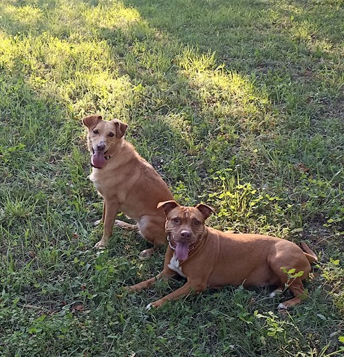 Nikola- petsitter Praha nebo Páníček pro psi kočky 