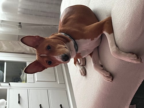 Martin- petsitter Praha 10 or Pet nanny for