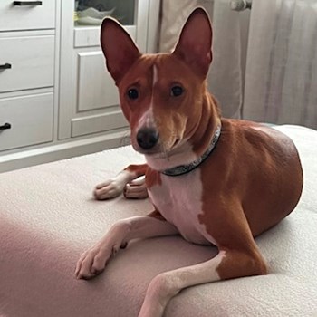 thumbnail petsitter Praha 10 or pet nanny for