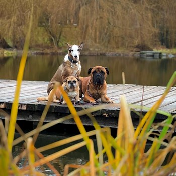 thumbnail petsitter Prague nebo páníček pro psi