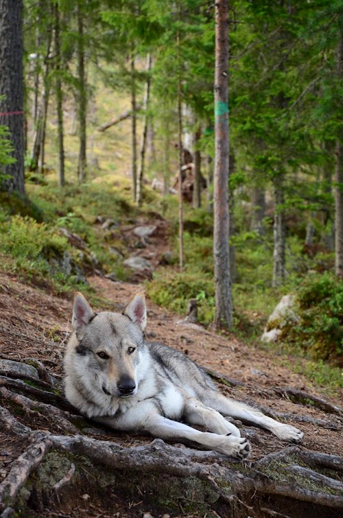 Kateřina- petsitter Brno nebo Páníček pro