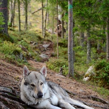 thumbnail petsitter Brno nebo páníček pro