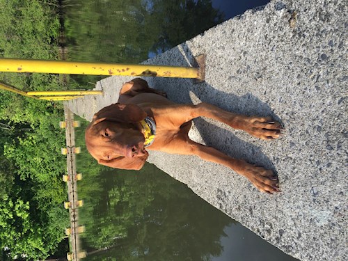 Anna- petsitter Praha nebo Páníček pro psi kočky