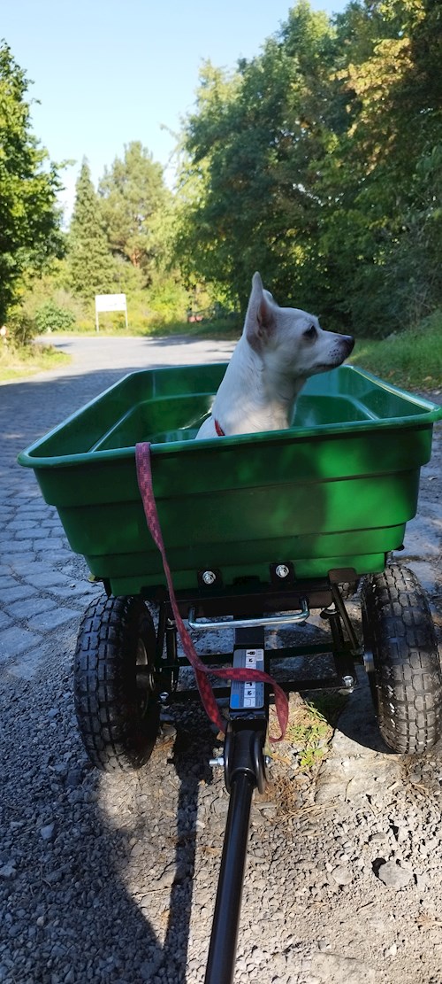 Lenka- petsitter Hradištko nebo Páníček pro