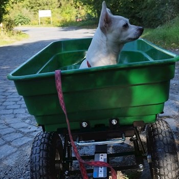 thumbnail petsitter Hradištko nebo páníček pro