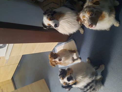 Simona- petsitter Praha or Pet nanny for dogs cats