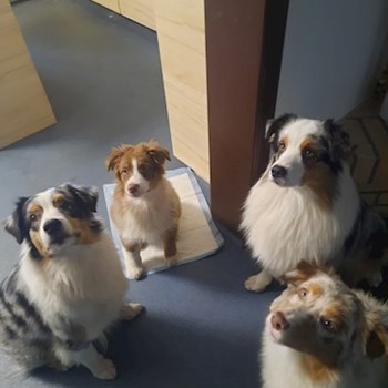 thumbnail petsitter Praha or pet nanny for dogs cats