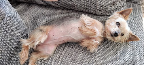 Alžběta- petsitter Praha 6 nebo Páníček pro