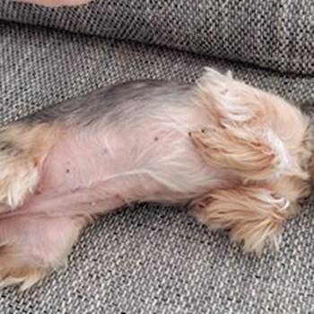 thumbnail petsitter Praha 6 nebo páníček pro