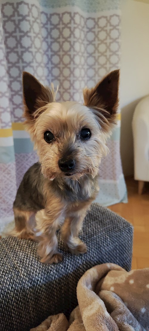 Alžběta- petsitter Praha 6 nebo Páníček pro