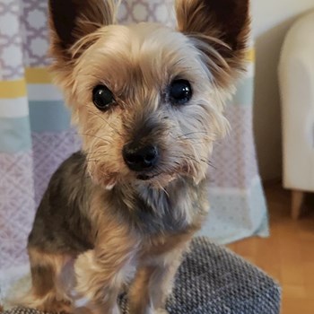 thumbnail petsitter Praha 6 nebo páníček pro