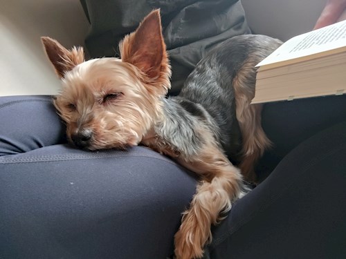 Alžběta- petsitter Praha 6 nebo Páníček pro