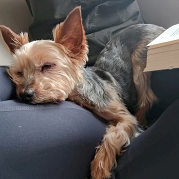 thumbnail petsitter Praha 6 nebo páníček pro