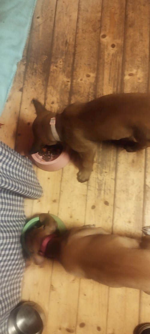 Lenka- petsitter Hradištko nebo Páníček pro