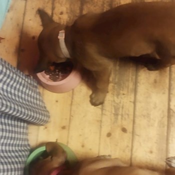 thumbnail petsitter Hradištko nebo páníček pro