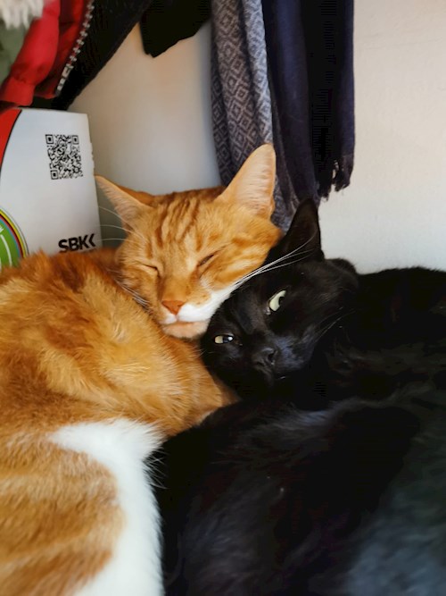 Nicoló- petsitter Praha nebo Páníček pro kočky