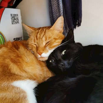 thumbnail petsitter Praha nebo páníček pro kočky