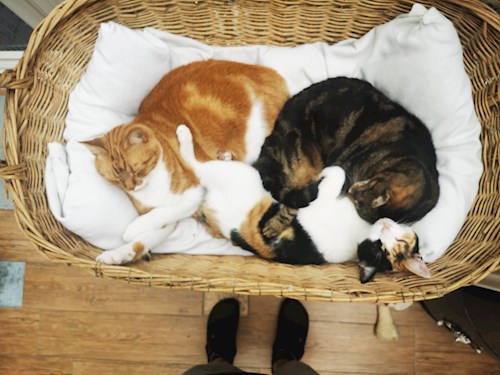 Nicoló- petsitter Praha nebo Páníček pro kočky