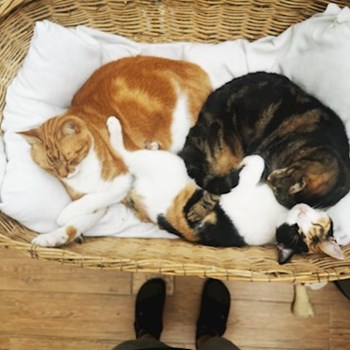 thumbnail petsitter Praha nebo páníček pro kočky